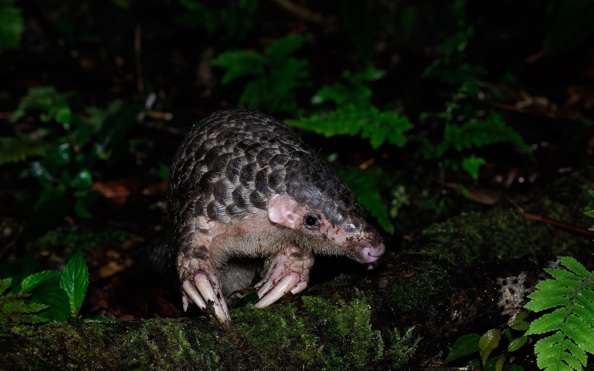 Rich biodiversity photo