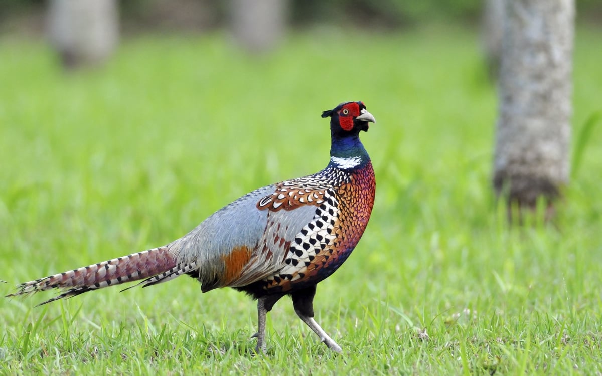Rich biodiversity photo