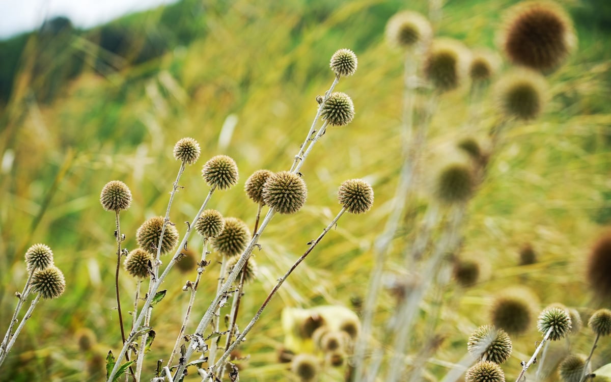 Rich biodiversity photo