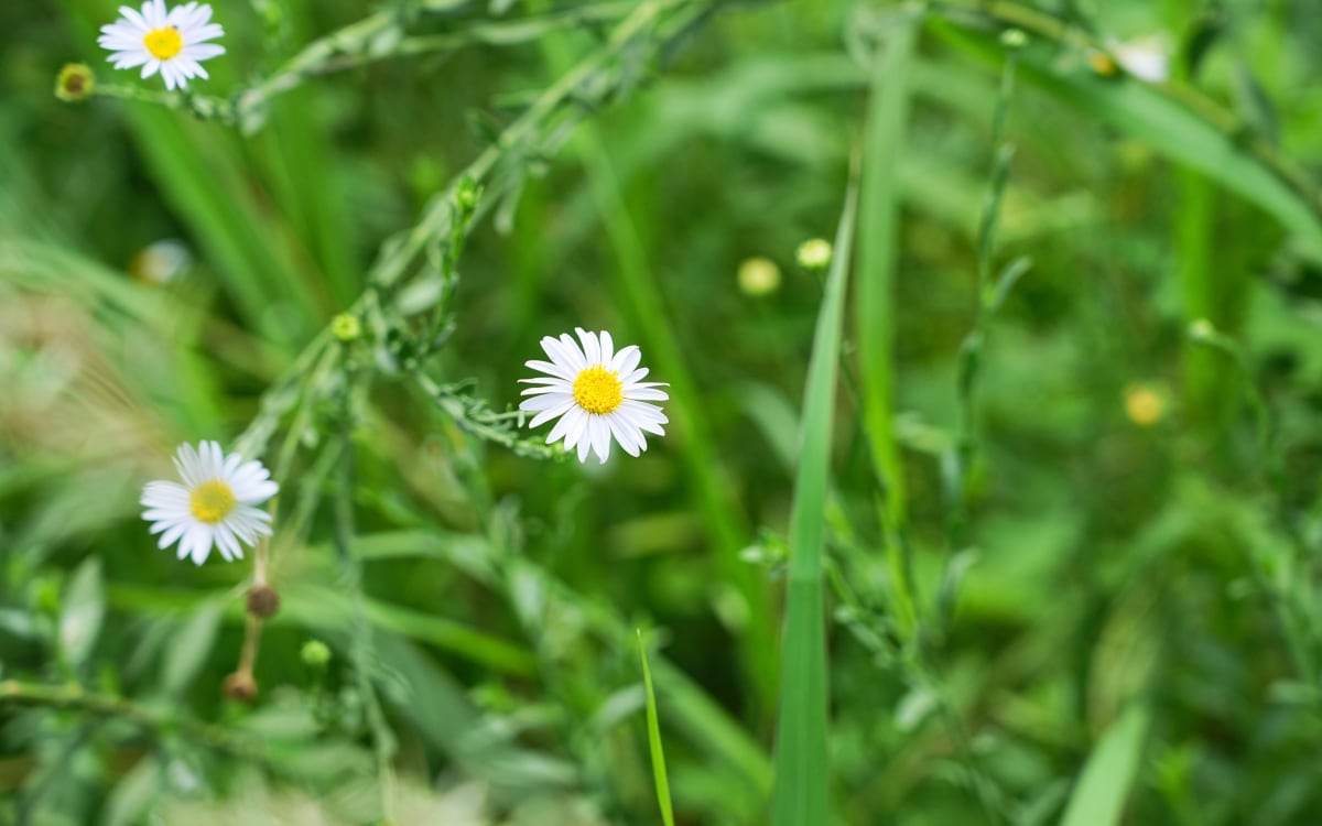 Rich biodiversity photo
