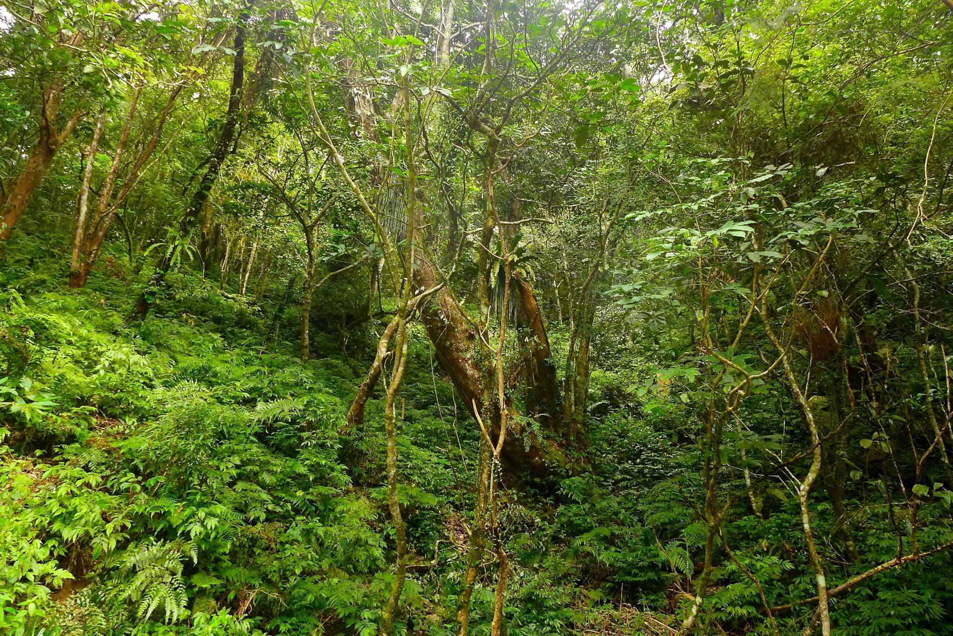 Central Mountain Range Photo