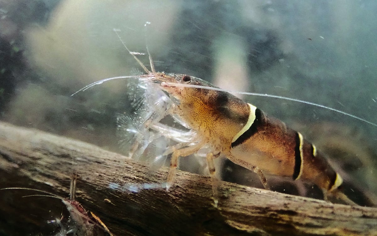 Rich biodiversity photo
