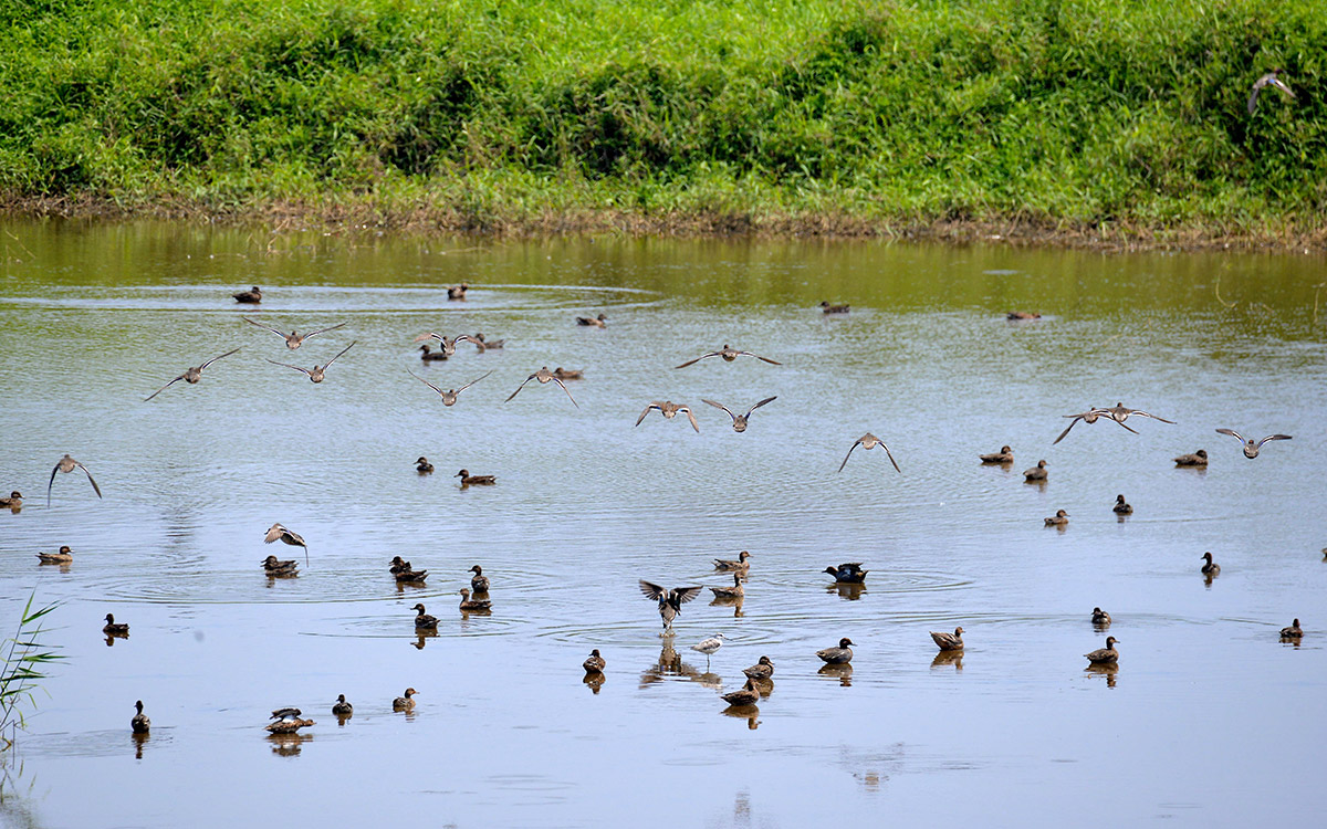 Rich biodiversity photo